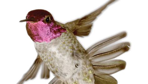  Le Chant du Colibri :  Une Odyssée Chromatique à Travers les Plumes et la Nature!