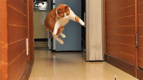 Can You Start Your Car in the Garage? And Why Do Cats Always Land on Their Feet?