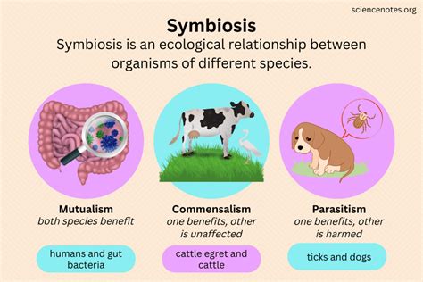  Le Panneau d'Ebène de Elias: Une Symbiose Délicate entre Lueur et Ombre!