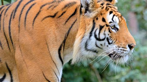 Le Tigre de Géryeon; Une étude vibrante de la nature et une célébration audacieuse des émotions